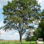 A Tree Suffering From Ozone Poisoning