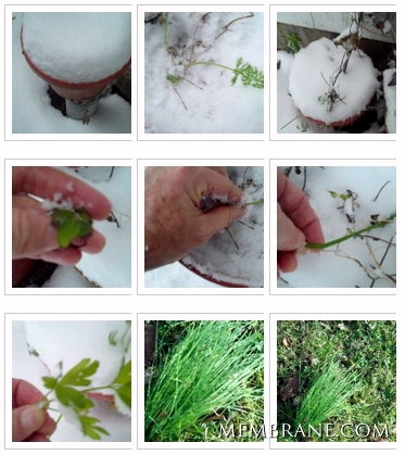 Bunching Onions, Parsley, Garlic, Carrot Greens and Mint